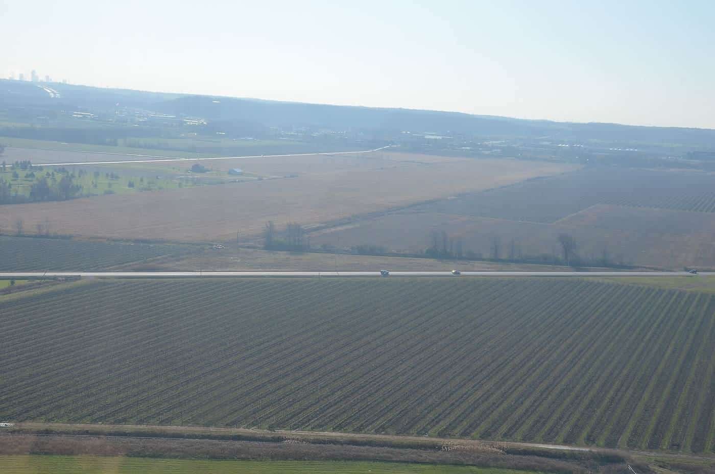 Rows of vineyards seen from the air